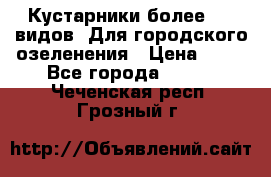 Кустарники более 100 видов. Для городского озеленения › Цена ­ 70 - Все города  »    . Чеченская респ.,Грозный г.